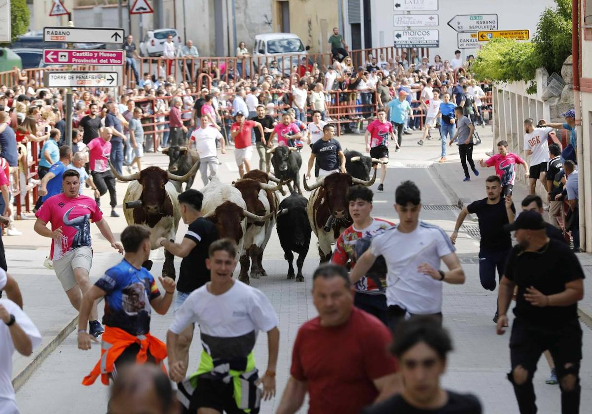 Las imágenes del encierro y la capea de Peñafiel