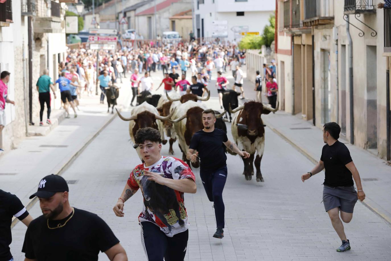 Las imágenes del encierro y la capea de Peñafiel