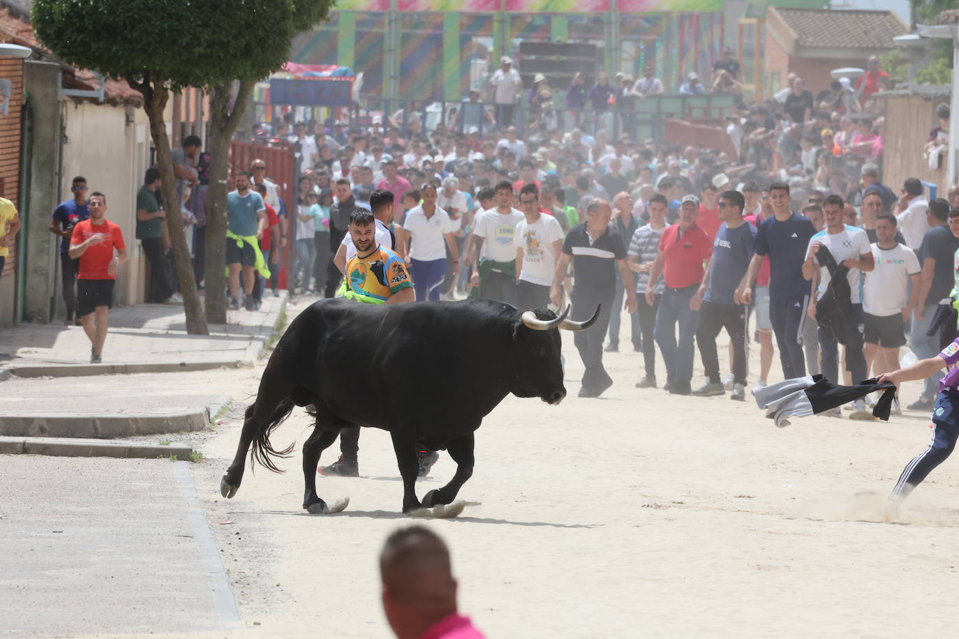 Primer encierro en Valdestillas con mucho público y ningún incidente