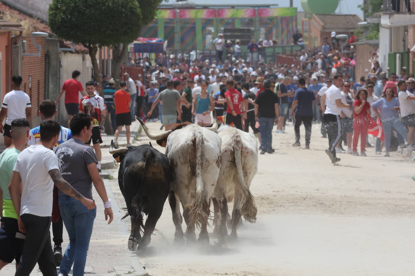 Primer encierro en Valdestillas con mucho público y ningún incidente