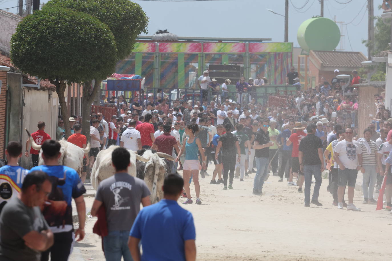 Primer encierro en Valdestillas con mucho público y ningún incidente