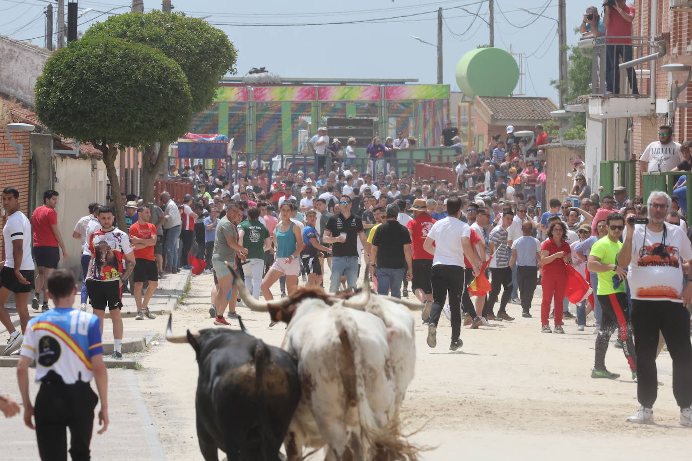 Primer encierro en Valdestillas con mucho público y ningún incidente