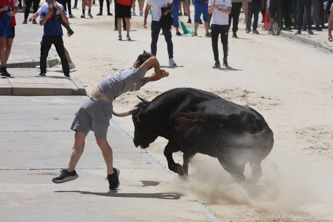 Primer encierro en Valdestillas con mucho público y ningún incidente