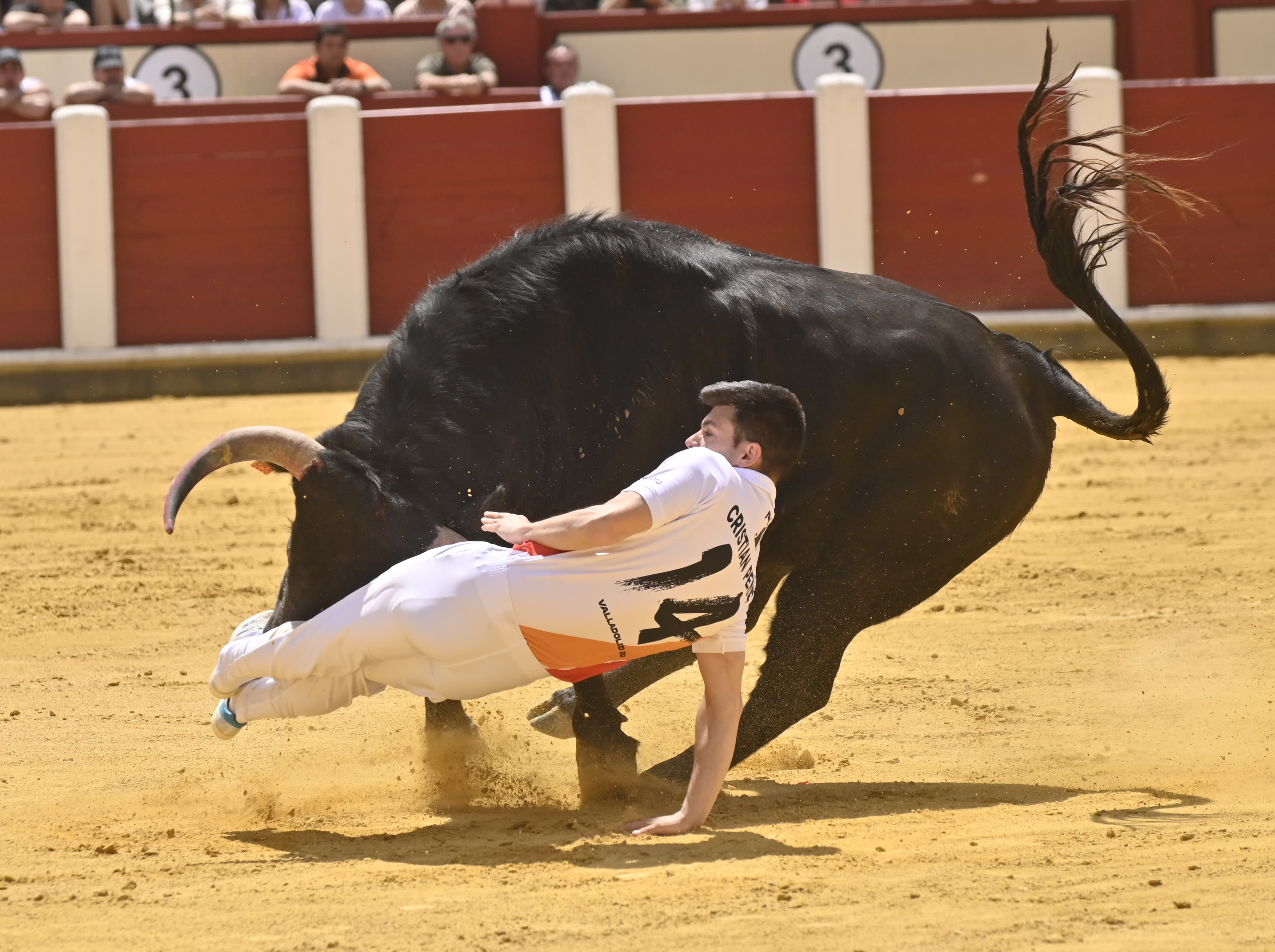 Secuencia de la cogida de Christian Peñas en el concurso de cortes de San Pedro Regalado