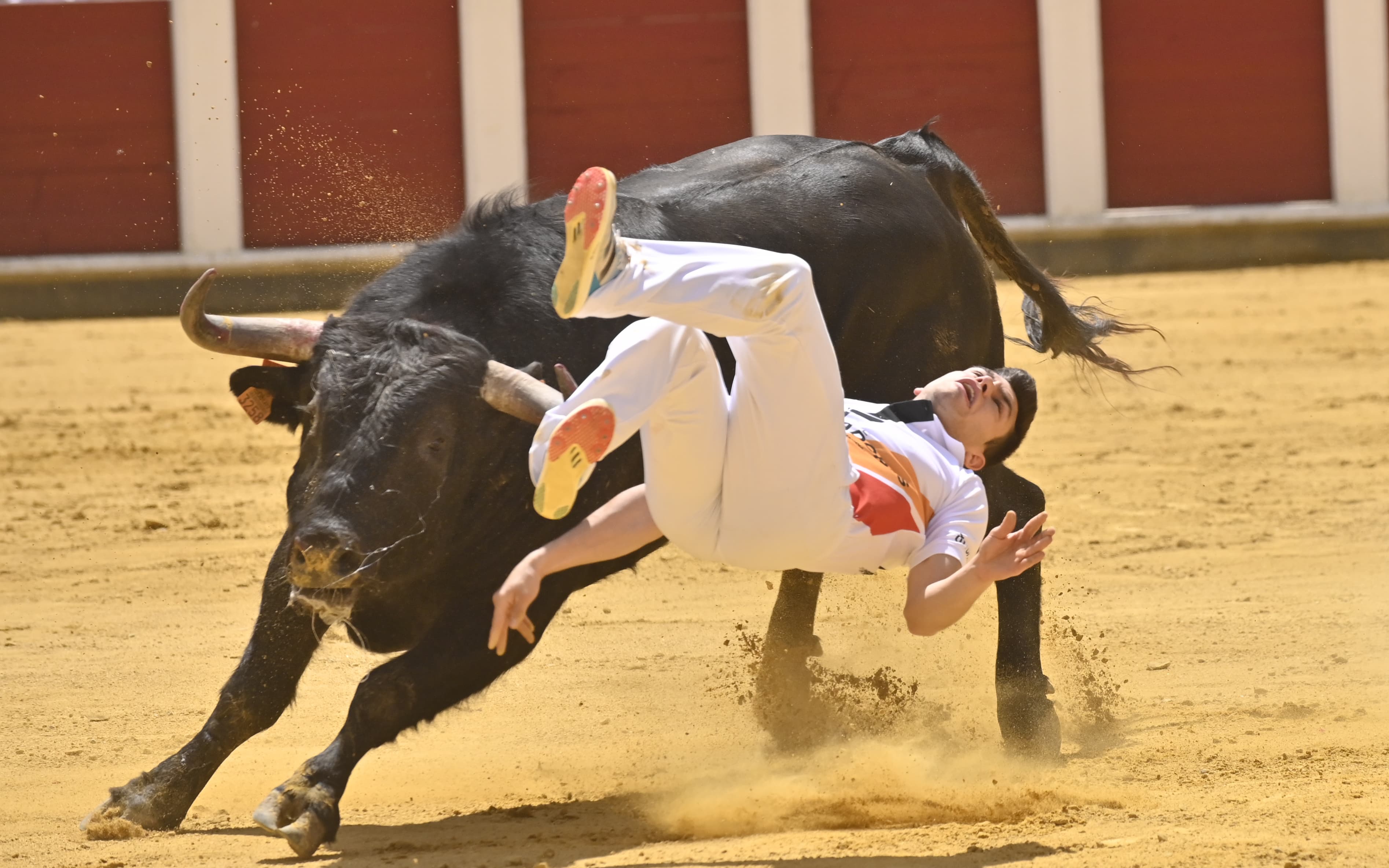 Secuencia de la cogida de Christian Peñas en el concurso de cortes de San Pedro Regalado