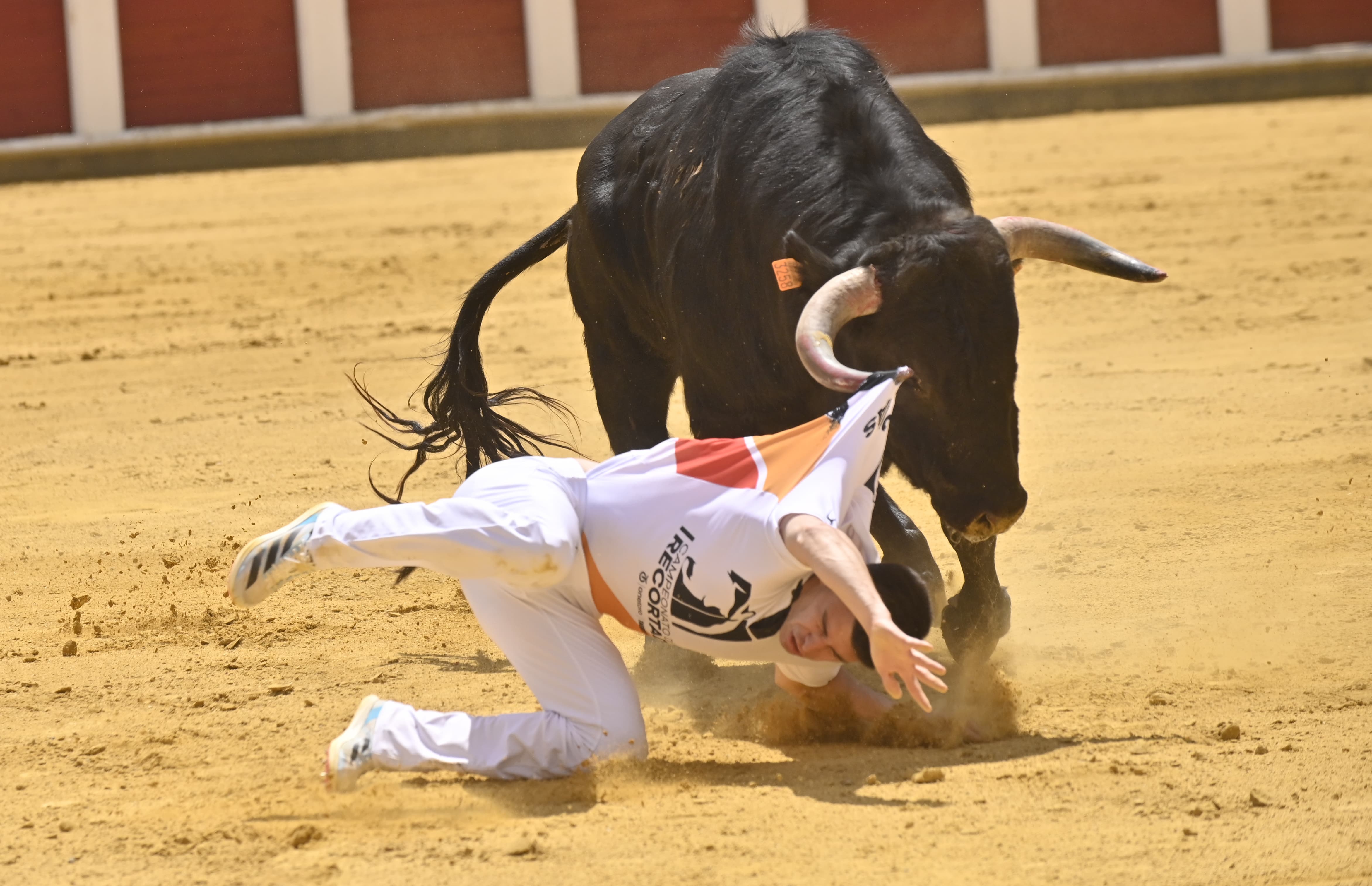 Secuencia de la cogida de Christian Peñas en el concurso de cortes de San Pedro Regalado