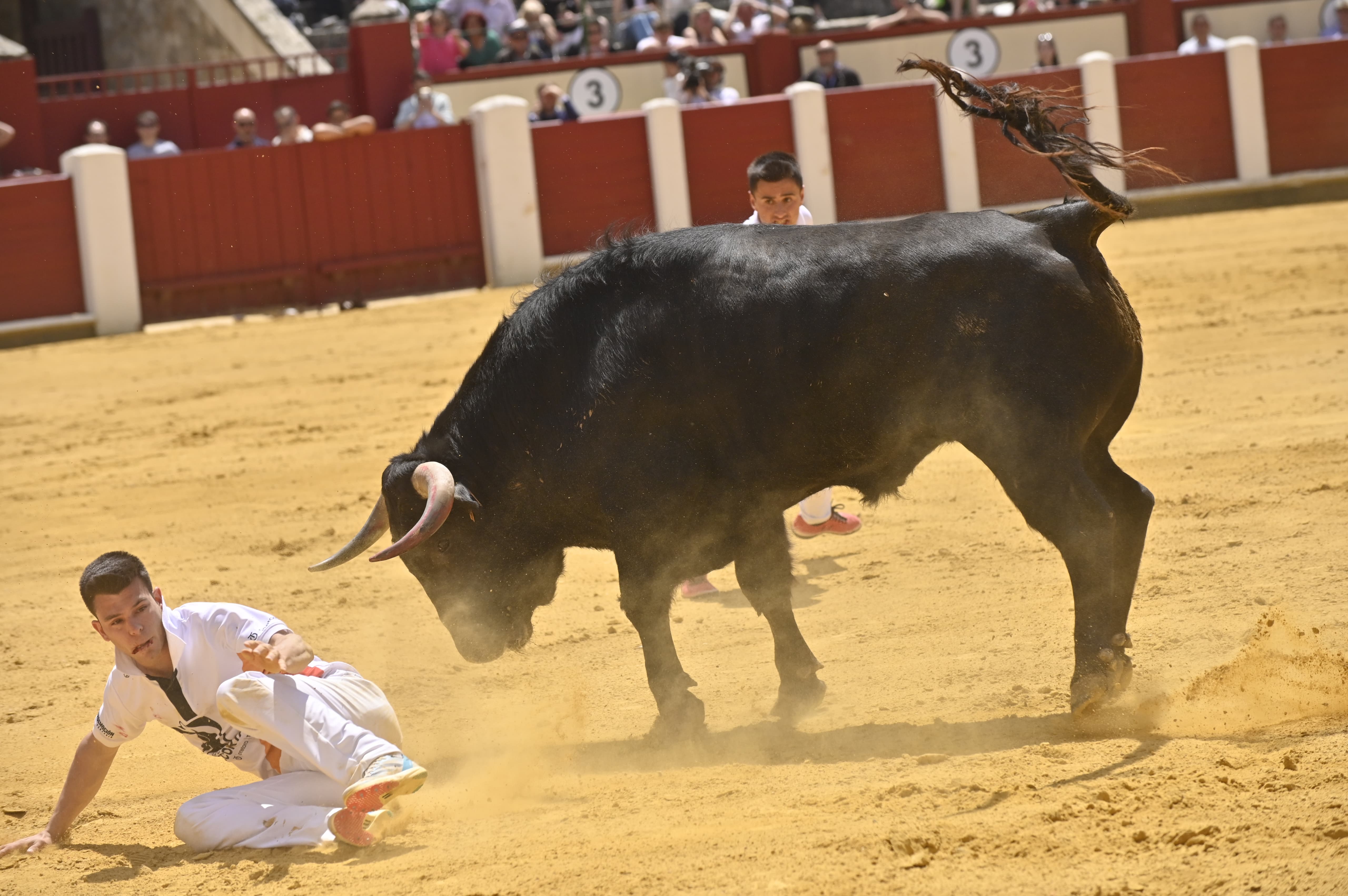 Secuencia de la cogida de Christian Peñas en el concurso de cortes de San Pedro Regalado