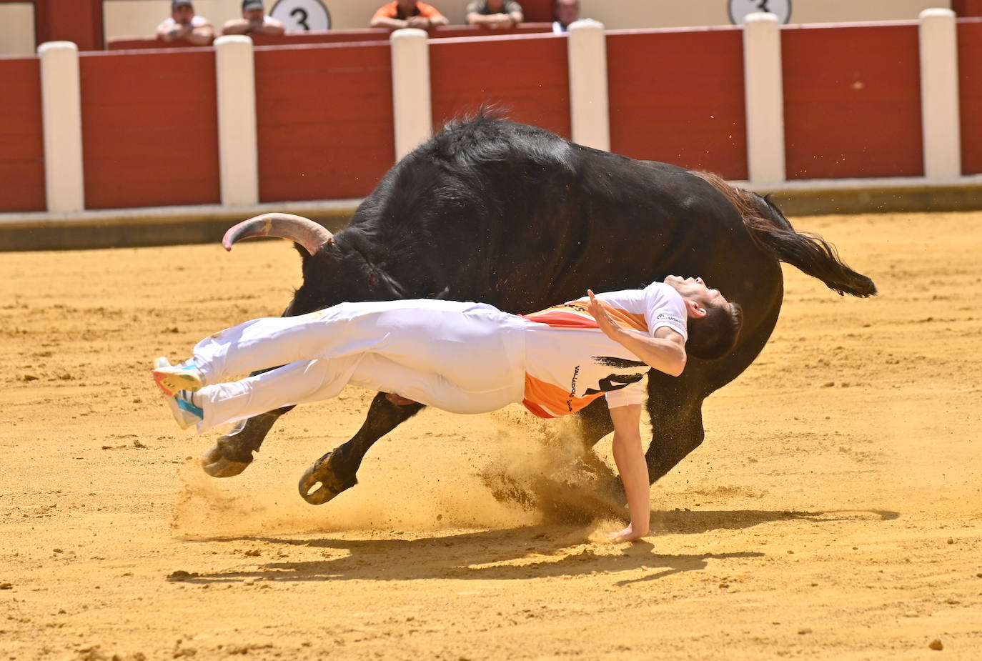 Concurso de cortes de San Pedro Regalado en Valladolid (1/2)