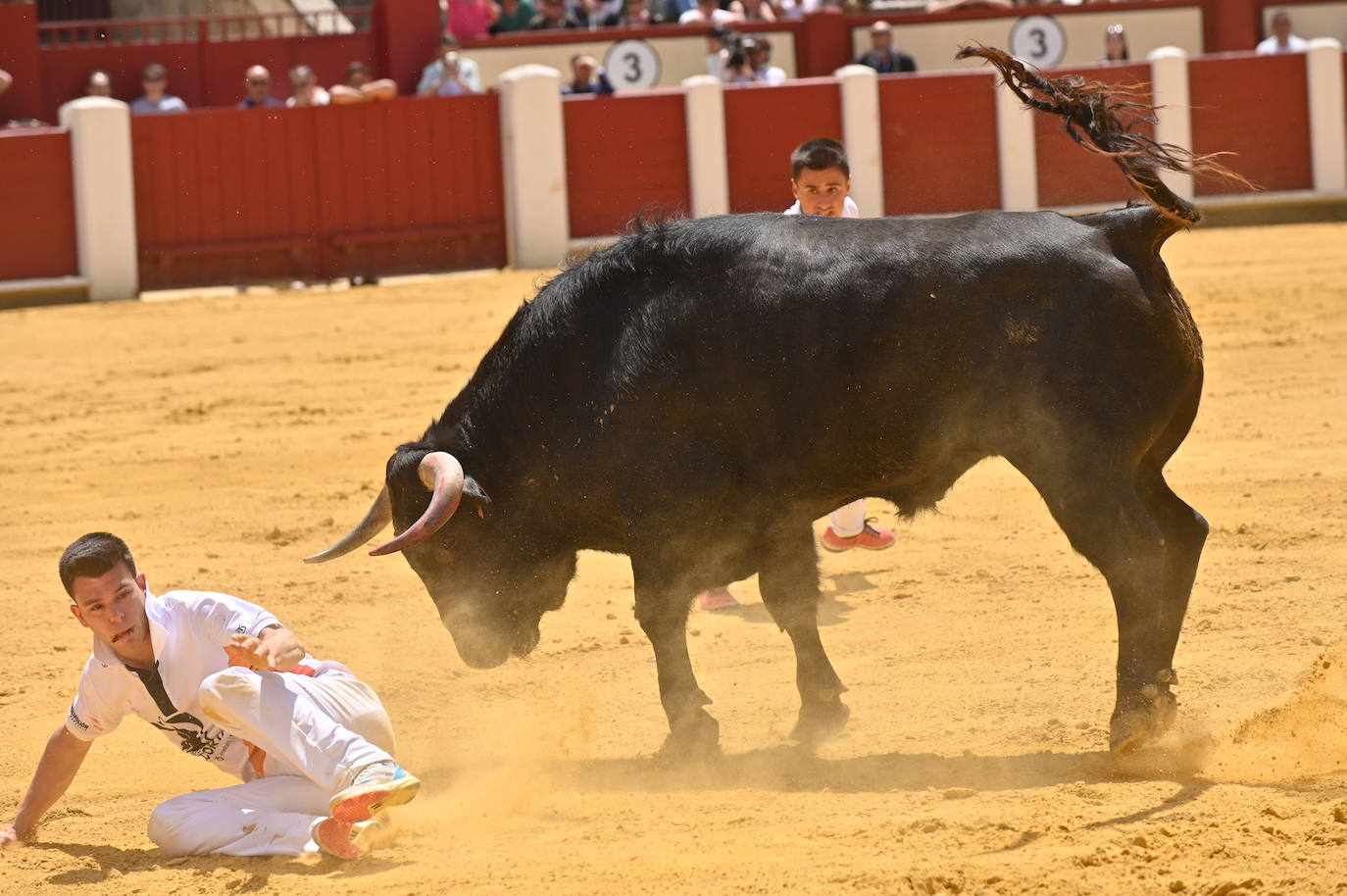 Concurso de cortes de San Pedro Regalado en Valladolid (2/2)