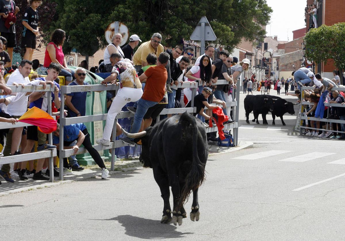 Encierro matinal del domingo en Laguna de Duero