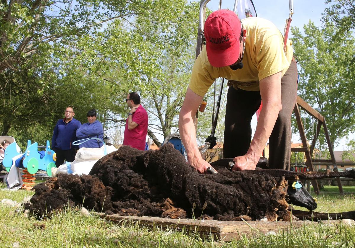 El esquilador profesional, durante la exhibición de este domingo en Trescasas.