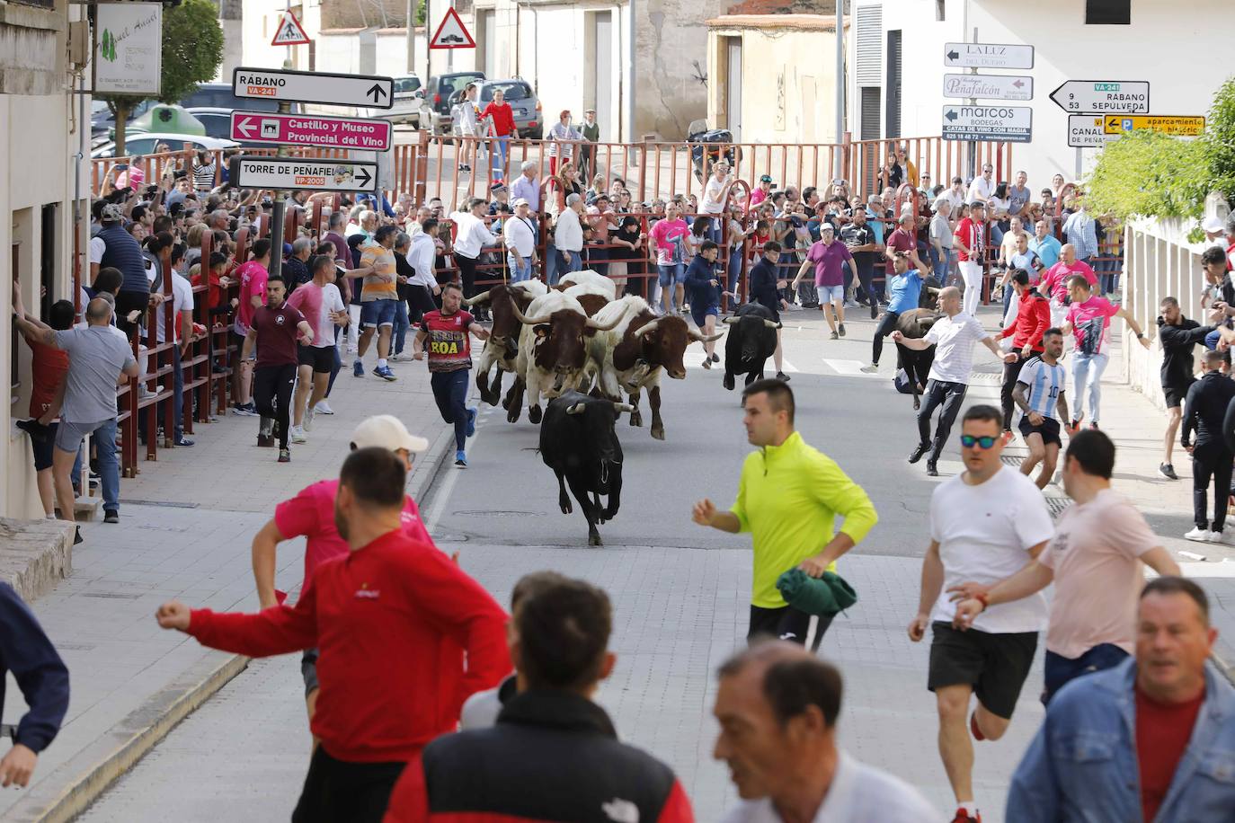 Encierro y capea del domingo por la mañana en Peñafiel