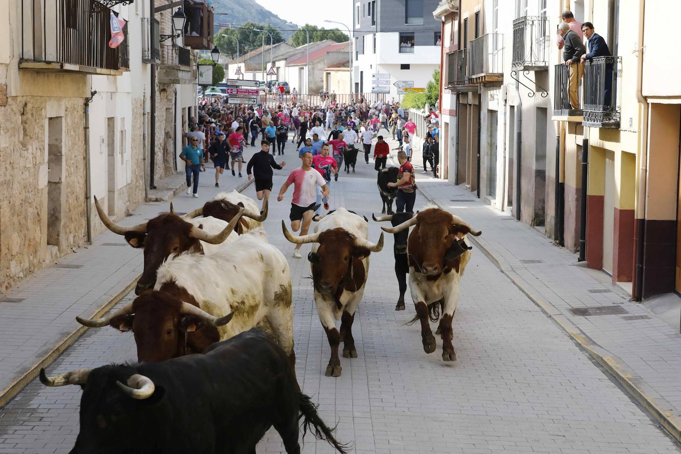 Encierro y capea del domingo por la mañana en Peñafiel