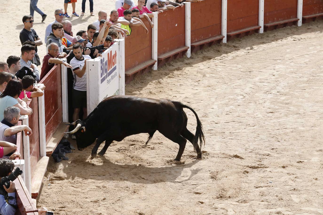 Encierro y capea del domingo por la mañana en Peñafiel