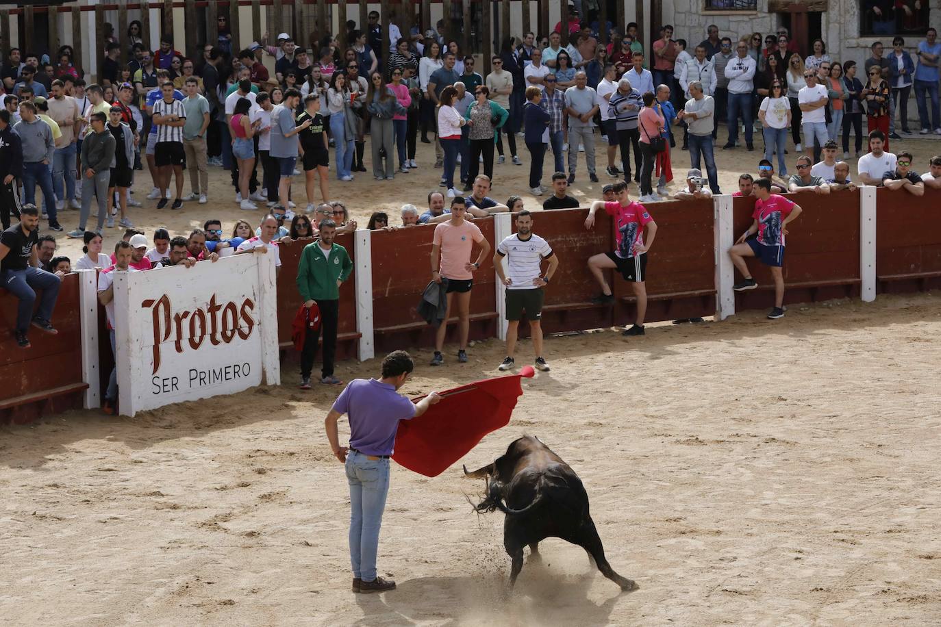 Encierro y capea del domingo por la mañana en Peñafiel