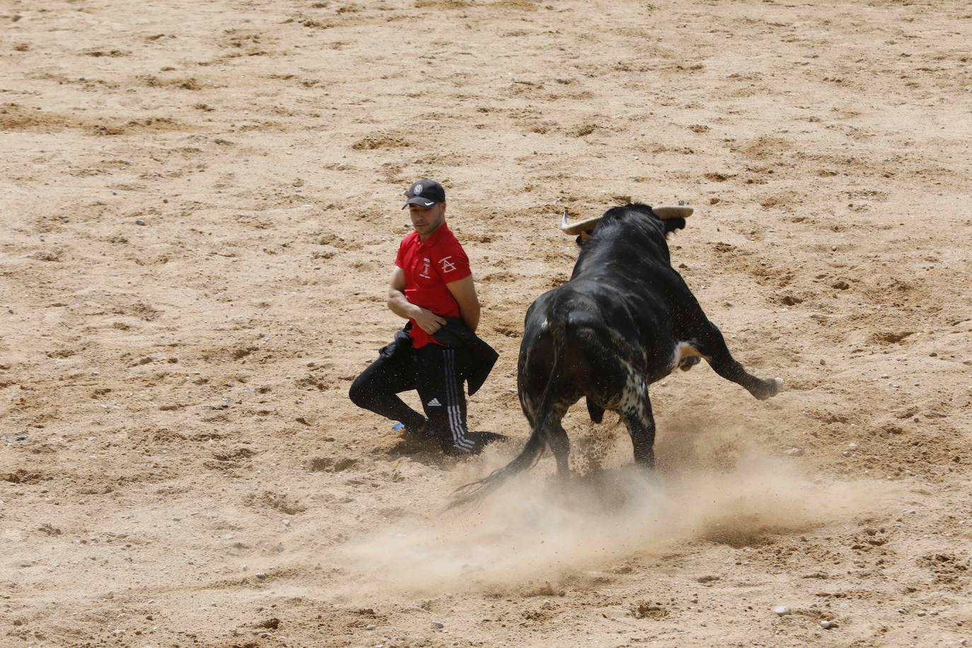 Encierro y capea del domingo por la mañana en Peñafiel