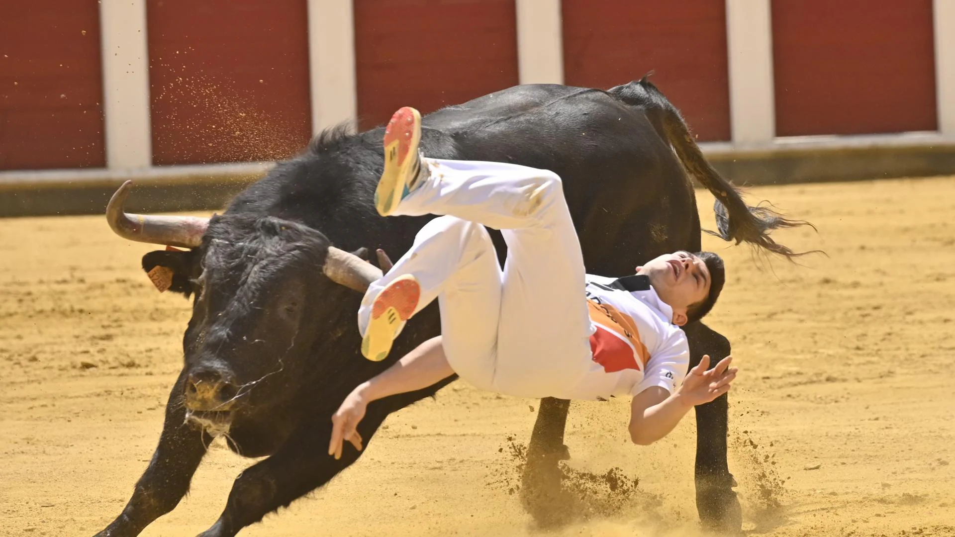 Valladolid: Aparatosa cogida al cortador Christian Peñas en el concurso de  San Pedro Regalado | El Norte de Castilla