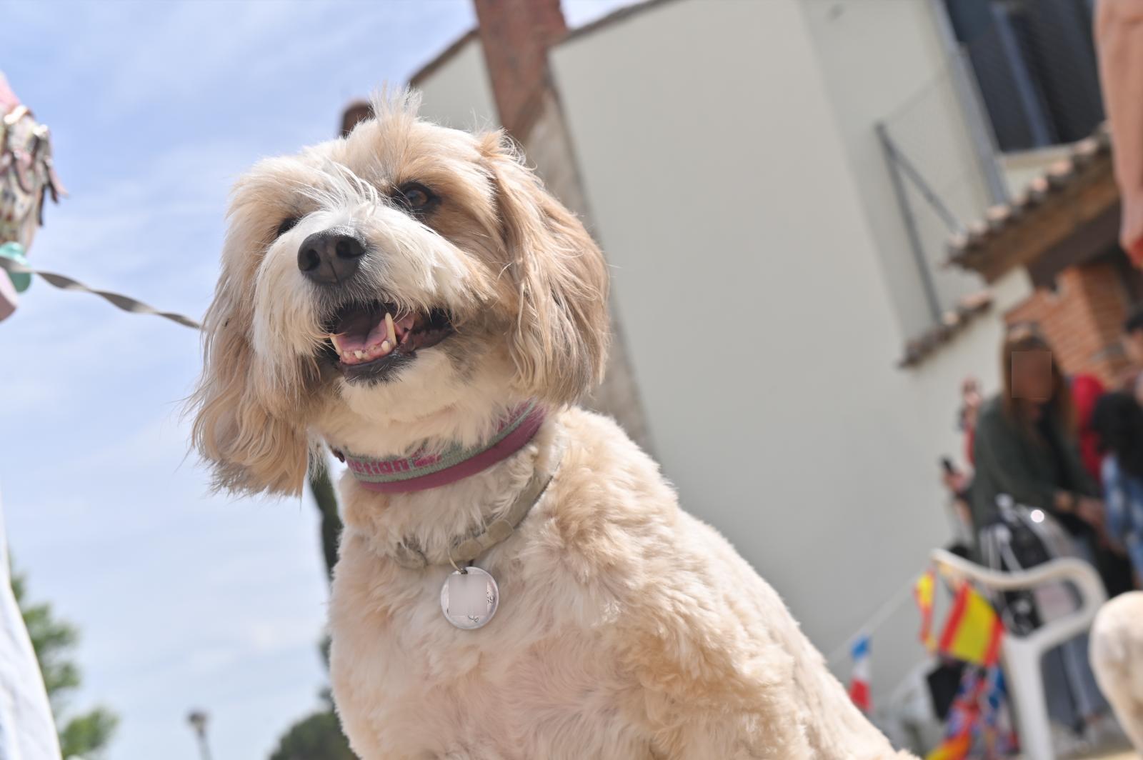 Desfile de mascotas en la ermita de San Isidro en Valladolid