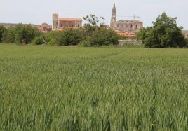 Un sembrado de cereales en pleno corazón de Tierra de Campos, con Medina de Rioseco al fondo.