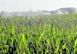 Riego de maíz en la provincia de Valladolid, a finales de la campaña pasada.