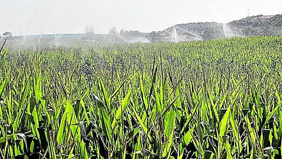 La escasa demanda de agua en el primer mes y medio de riego coloca los embalses al 90,3%