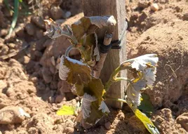 Estado de la planta tras la helada del pasado día 23 de abril en Ribera del Duero.