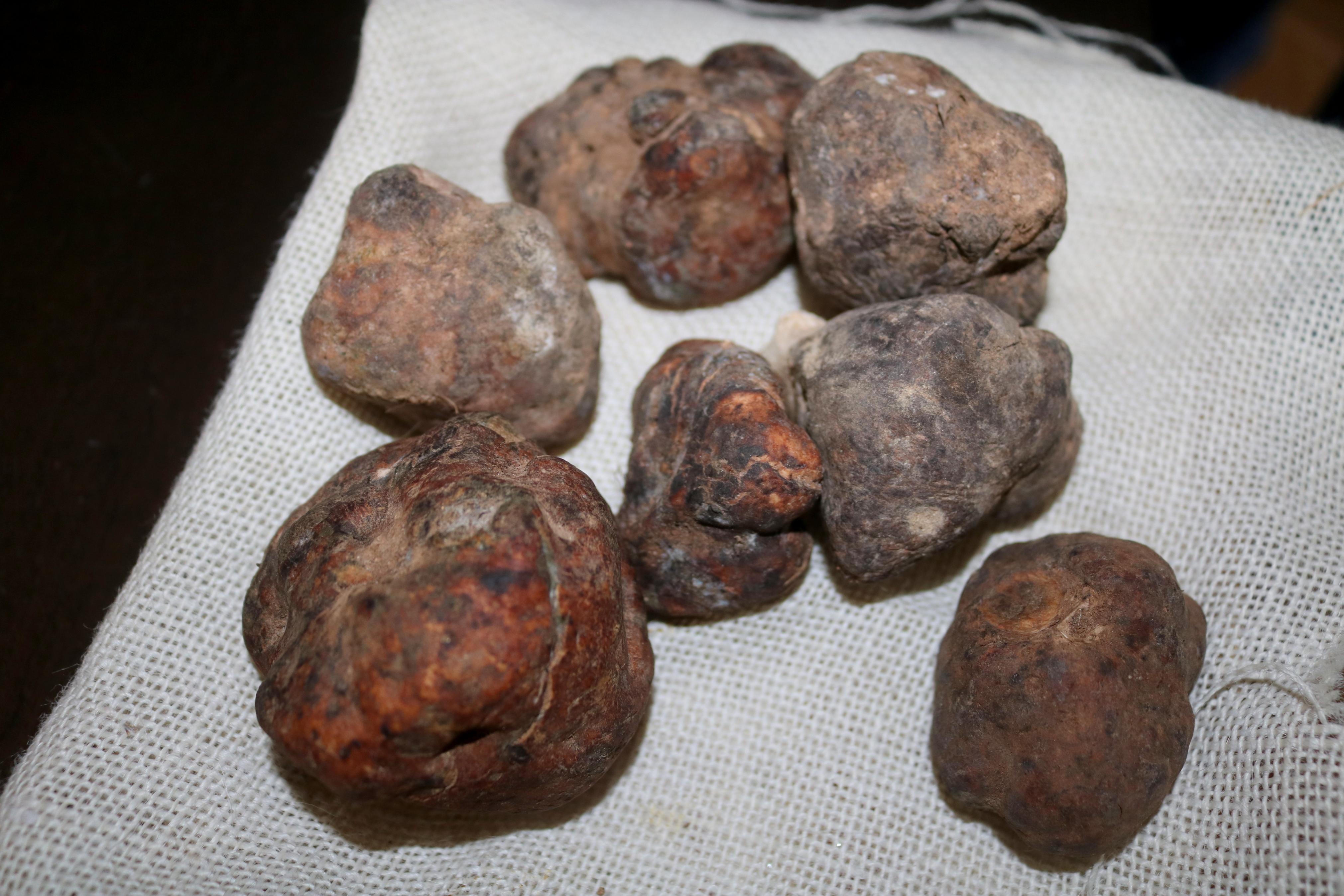 Jornadas de Formación en Turmicultura en Baltanás