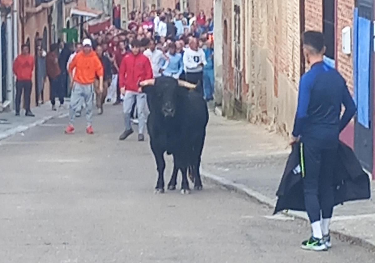 Un joven cita al toro, este sábado por la tarde en Pozaldez.