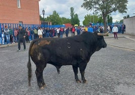 Uno de los toros del encierro de este domingo en Aldeamayor.