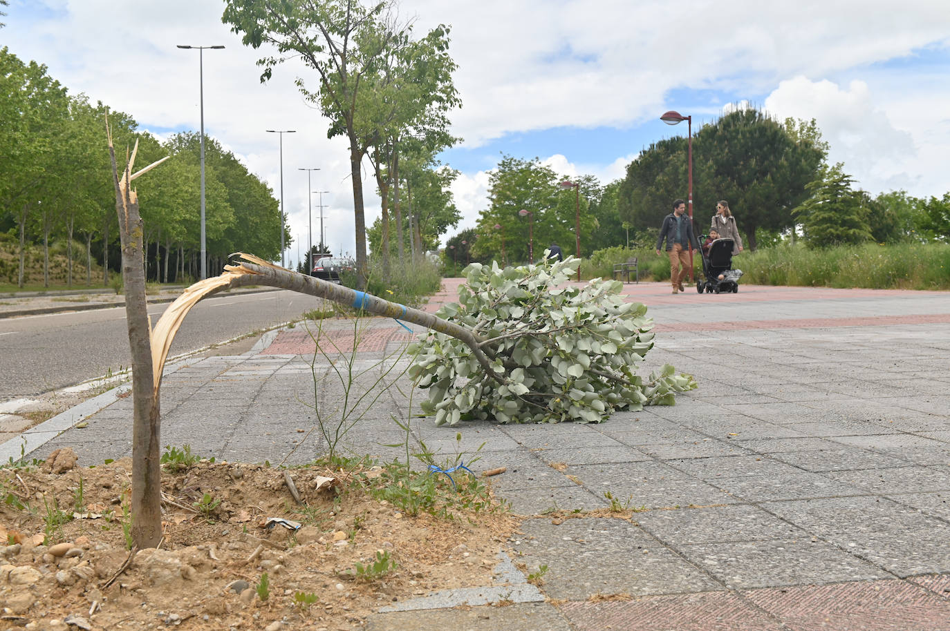 La Avenida Real Valladolid amanece vandalizada