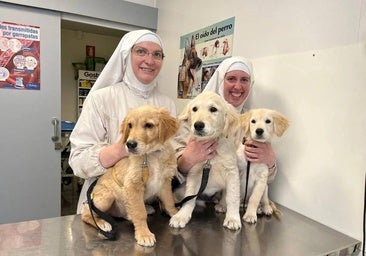 Denuncian a las monjas de Belorado por tener un criadero de perros sin licencias