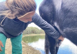 Una veterinaria observa los daños en las ubres de una vaca afectada por la EHE.