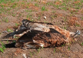 Ejemplar de águila imperial ibérica encontrada muerta por electrocución en la zona de la campiña segoviana.