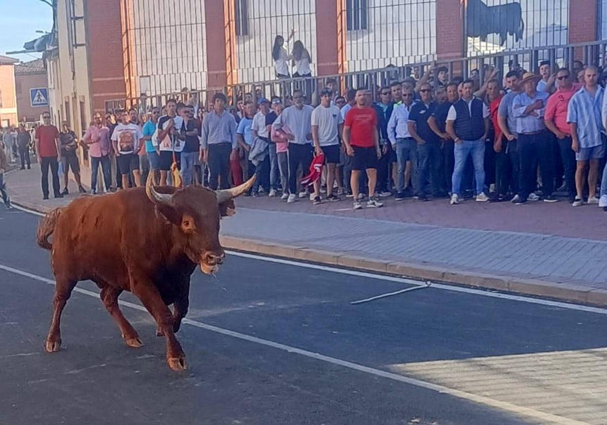 El primer toro de la jornada, 'Perdonado', junto a la plaza de Nava del Rey.