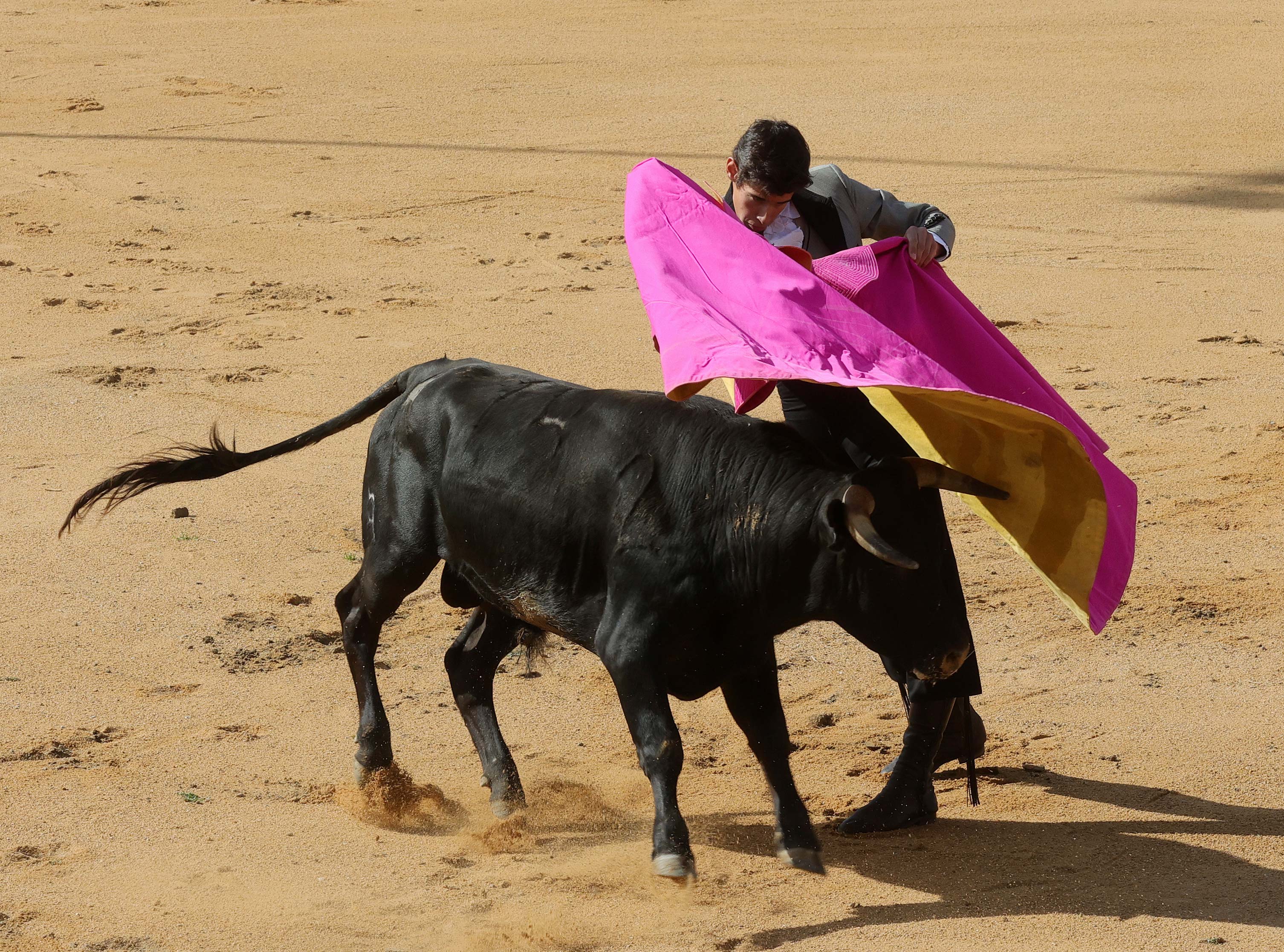 Final del bolsín taurino de Ampudia