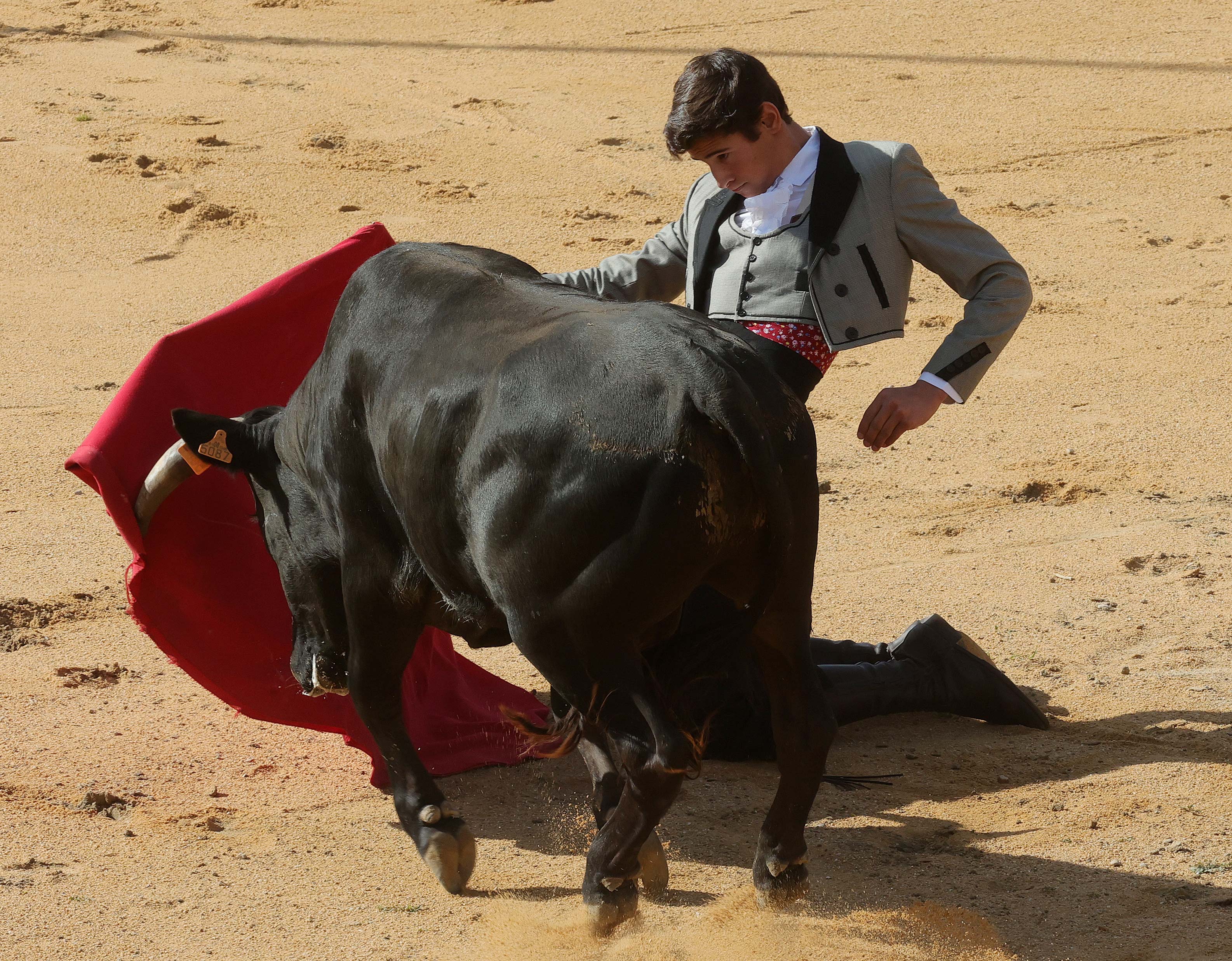 Final del bolsín taurino de Ampudia