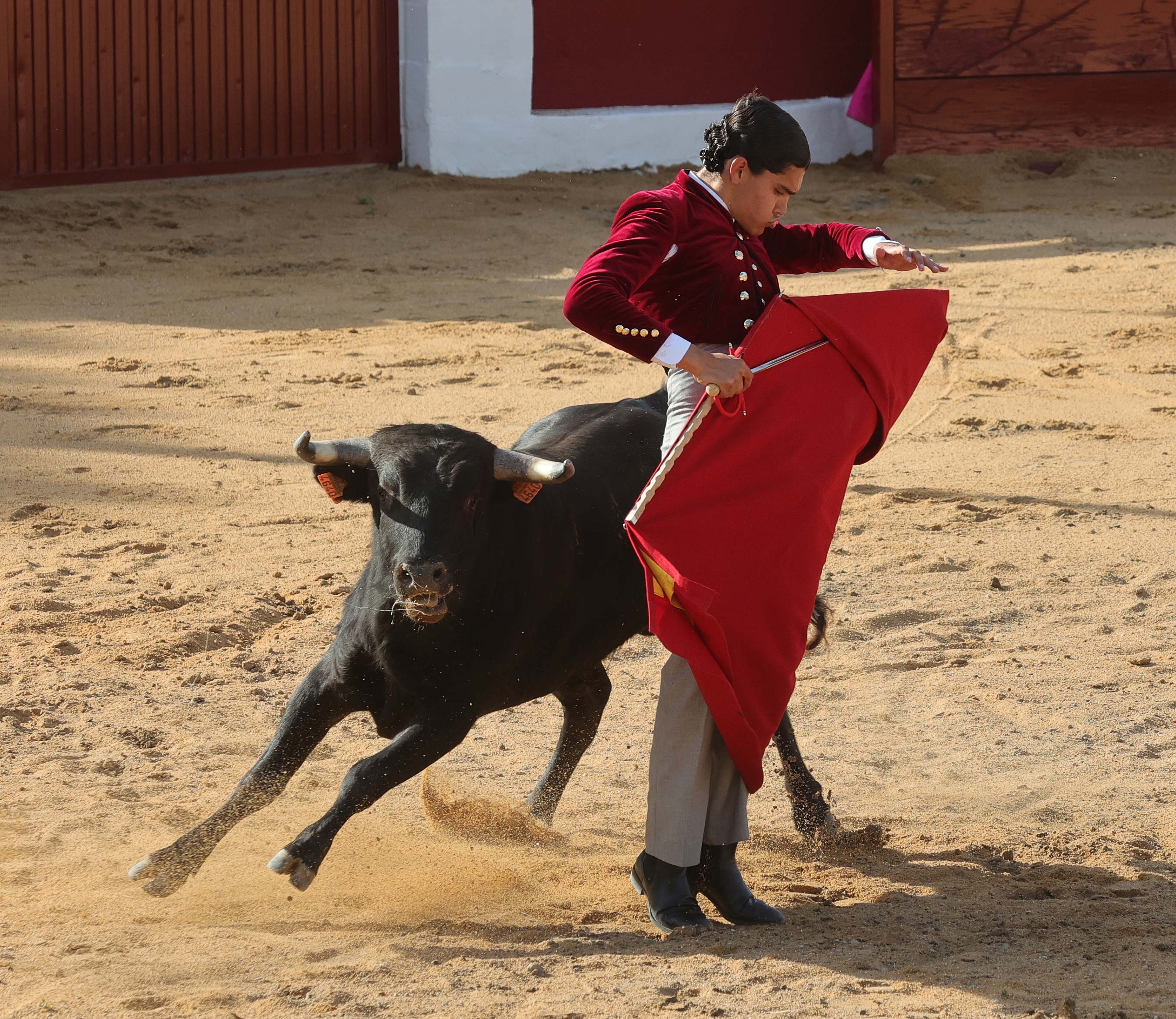 Final del bolsín taurino de Ampudia