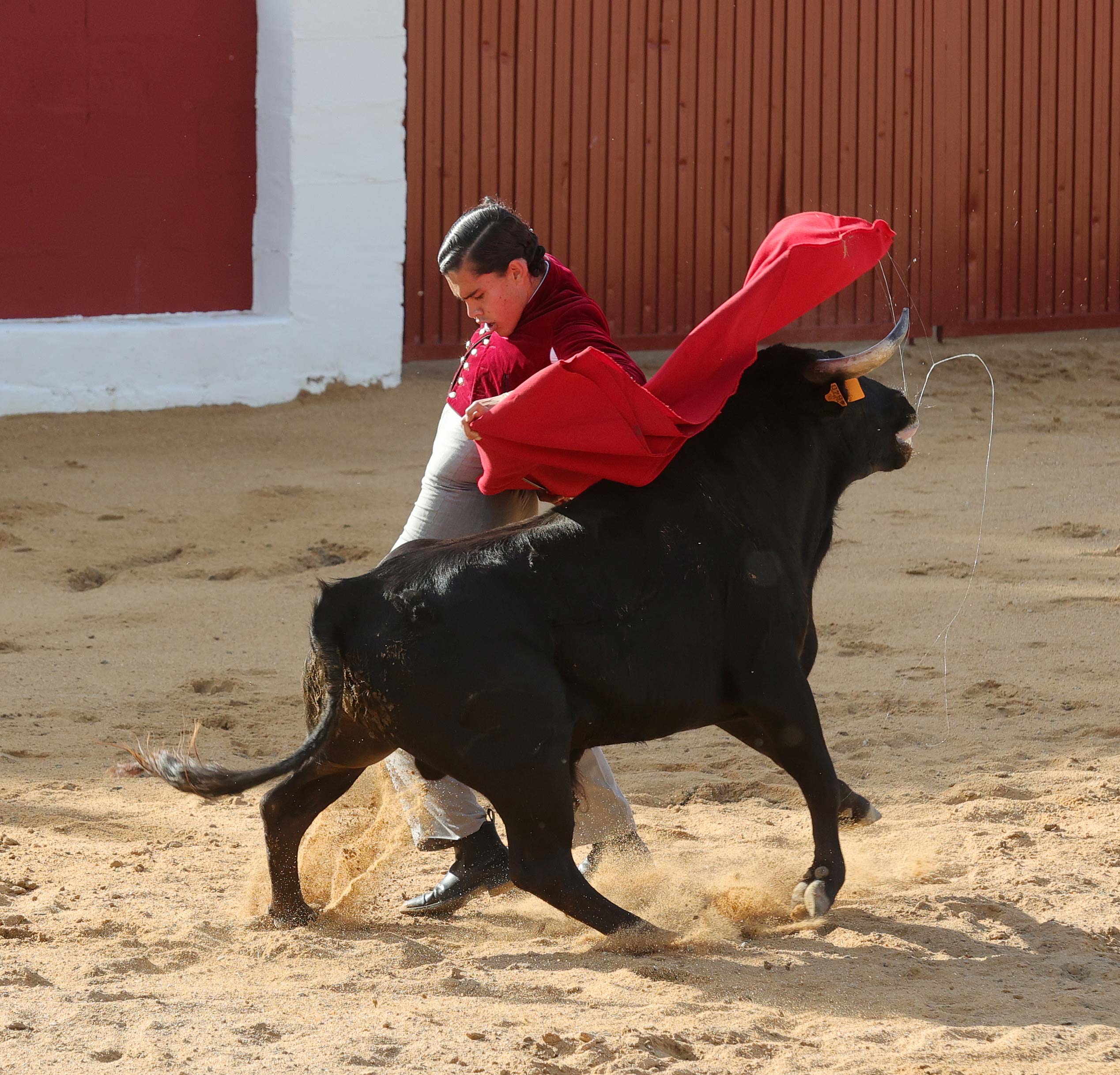 Final del bolsín taurino de Ampudia