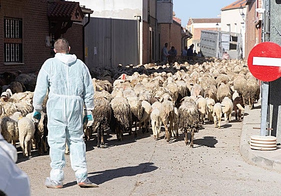 Ovejas de la granja ilegal de Renedo