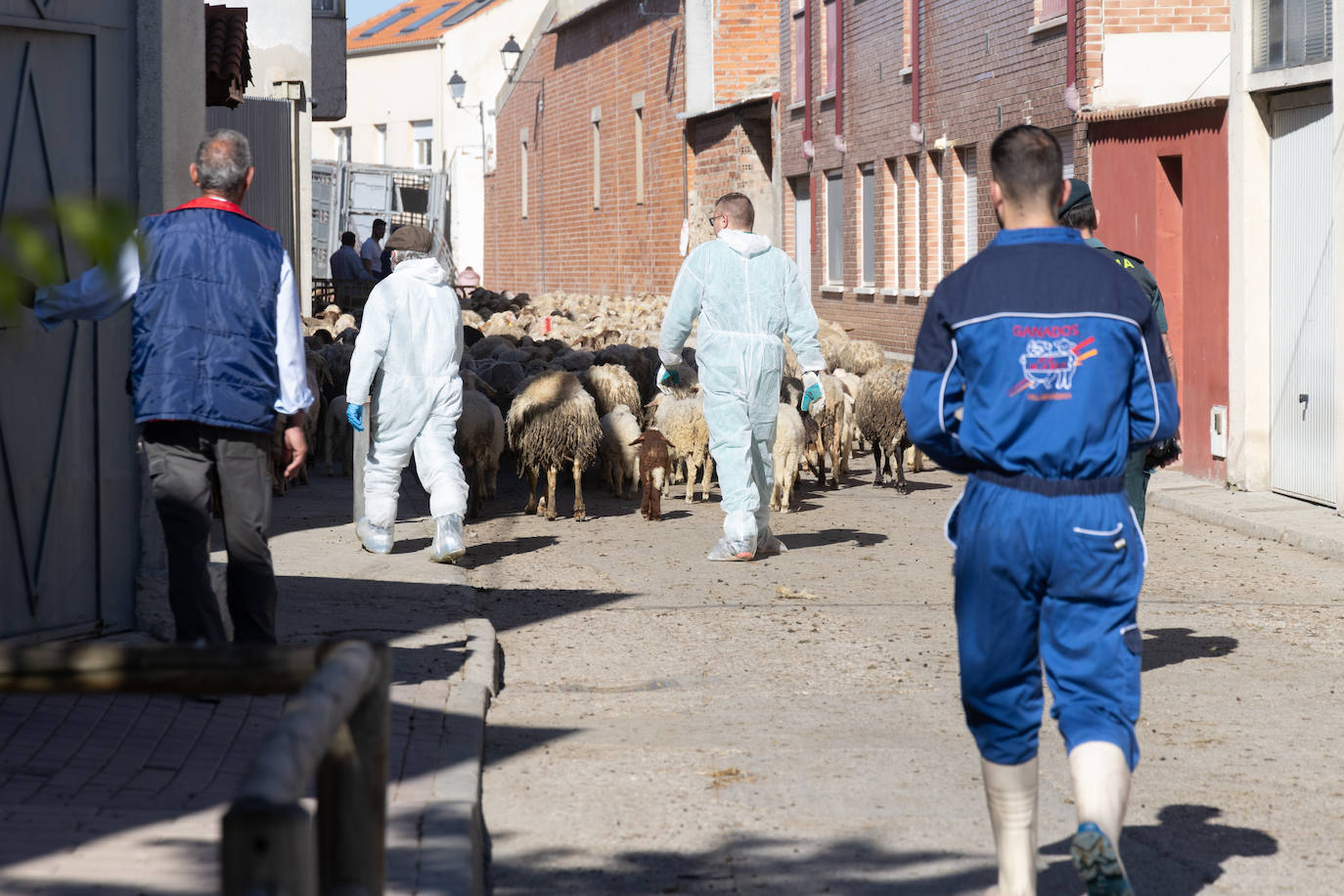 Ovejas de la granja ilegal de Renedo