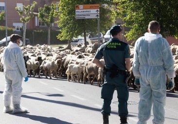 Guardia Civil y Junta desmantelan la granja ilegal de Renedo y sacrificarán a las ovejas