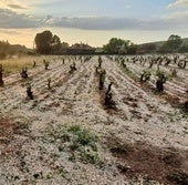 El pedrisco deja en 2023, 150.000 hectáreas agrícolas afectadas en Burgos y Soria