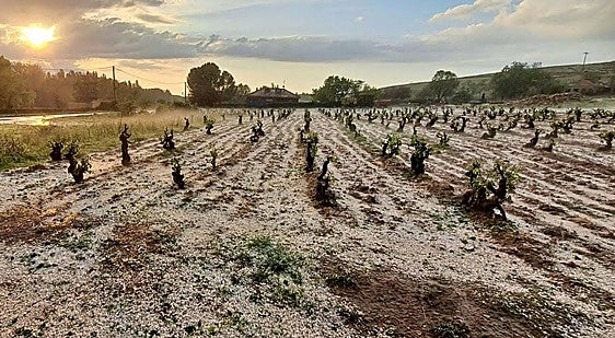 El pedrisco deja en 2023, 150.000 hectáreas agrícolas afectadas en Burgos y Soria