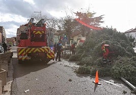 Los bomberos de Palencia retiran un árbol caído.