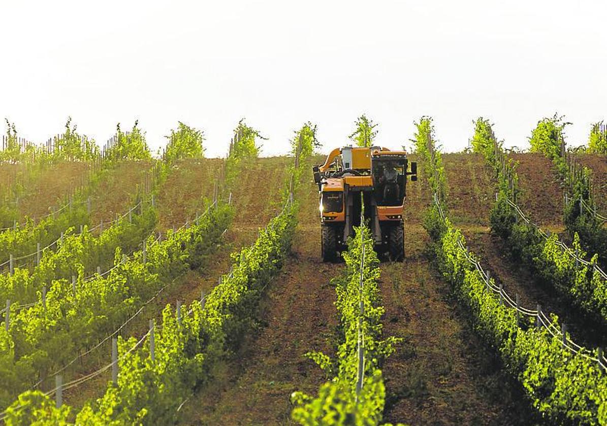 Los viticultores de Rueda reactivan su asociación ante un futuro «poco halagüeño»