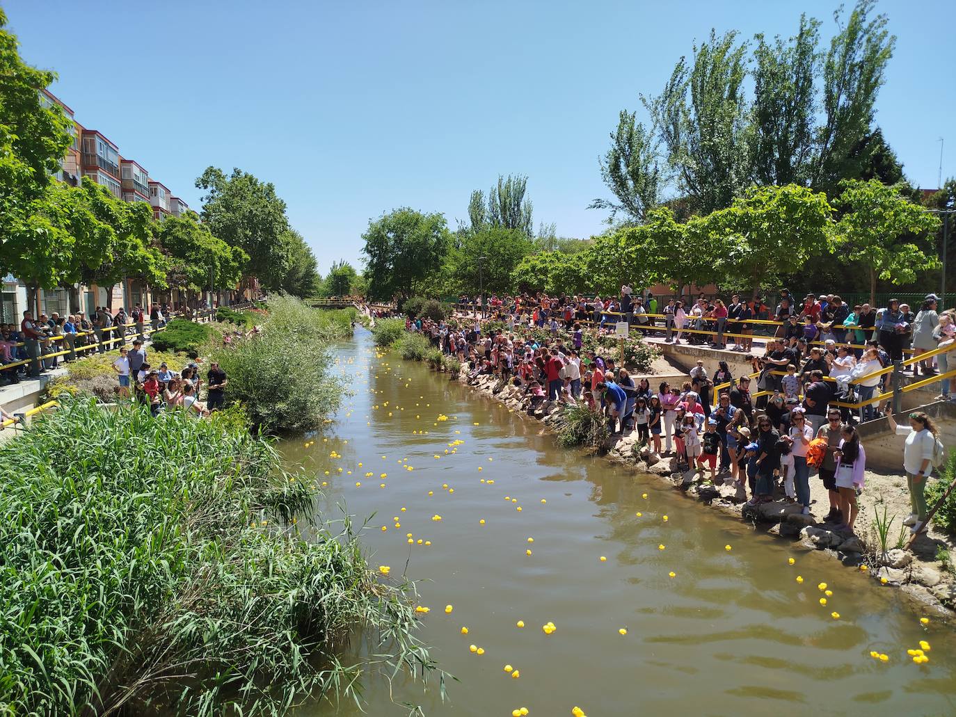 Carrera de patitos de goma solidarios en Valladolid