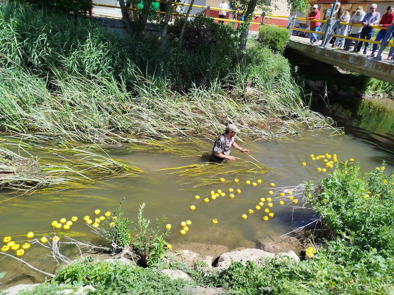 Carrera de patitos de goma solidarios en Valladolid