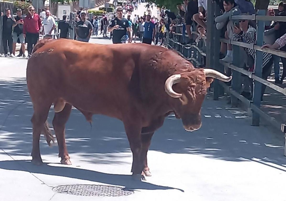 El Toro del Corpus, 'Calderito', hace disfrutar a los vecinos de Zaratán