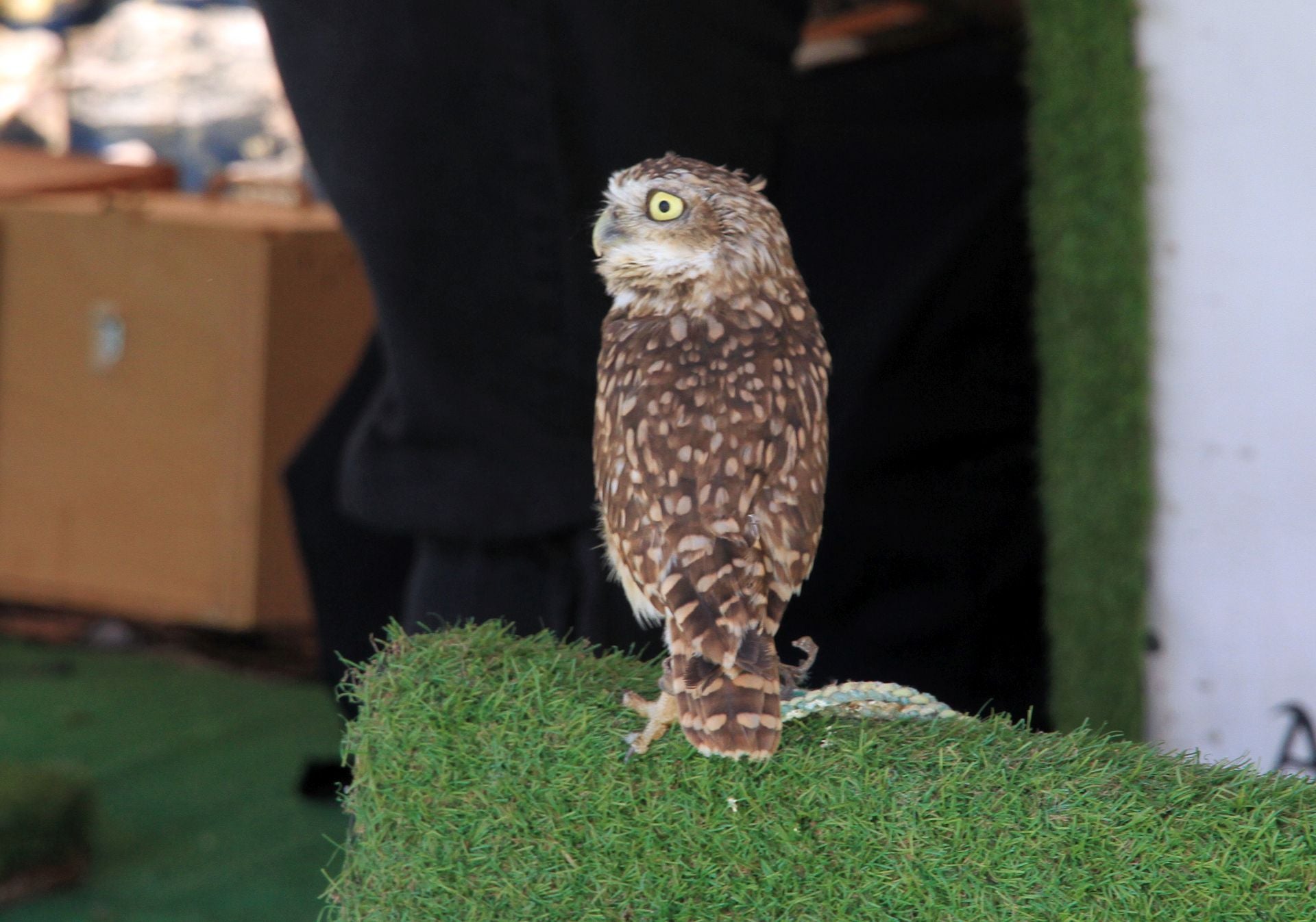 El Mercado Barroco de La Granja, en imágenes