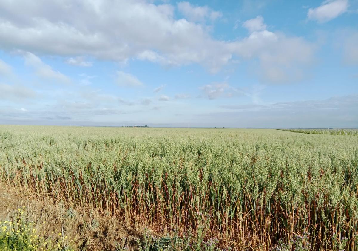 Avena en la provincia de Valladolid.